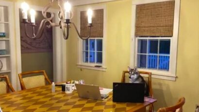 TAJ LUDI NFL: Novi “trener” Nju Ingland Petriotsa je – pas!