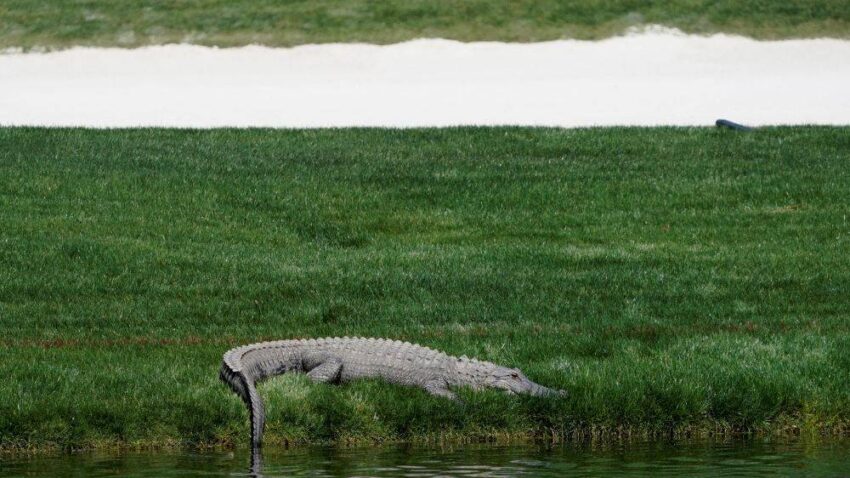 BEŽANIJA! Na teren upao ALIGATOR i preplašio fudbalere! (VIDEO)
